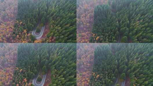 向前空中俯瞰汽车行驶在彩色的秋天森林的道路上。秋天有橙、绿、黄、红的树林。山区街道道路的建立。4k无人机飞行直线下降建立拍摄高清在线视频素材下载