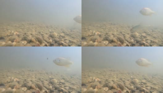 翻车鱼在浑浊的湖水中吃蝌蚪。水下拍摄。高清在线视频素材下载