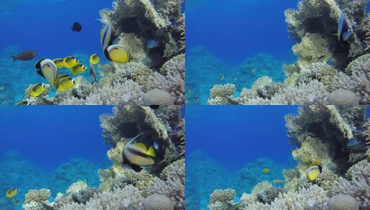 潜水。热带鱼和珊瑚礁。海洋中的水下生物。高清在线视频素材下载