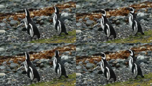 野生麦哲伦企鹅高清在线视频素材下载