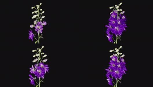 在黑色背景上分离的蓝紫色飞燕花的时间流逝。4K时间流逝的飞燕草生长开花，开放。爱情，结婚，周年纪念，春天，情人节高清在线视频素材下载