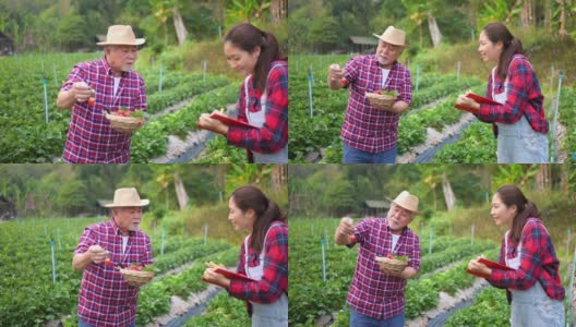 4K年轻的亚洲女人和年长的男人一起在草莓农场工作。高清在线视频素材下载