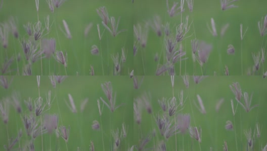 芦苇草的花高清在线视频素材下载
