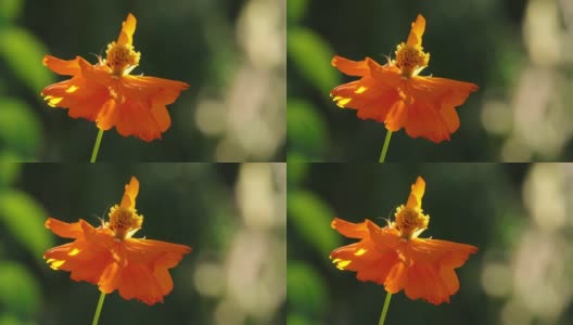 近距离的橙色宇宙硫骑士花正在日落的灯光和蚱蜢在模糊的背景。概念自然和花卉。高清在线视频素材下载