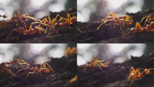 红蚂蚁行走高清在线视频素材下载