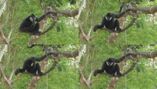 北方黑颊长臂猿挂在树枝上高清在线视频素材下载