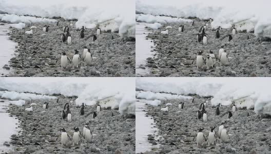 Gentoo Penguins on the beach高清在线视频素材下载