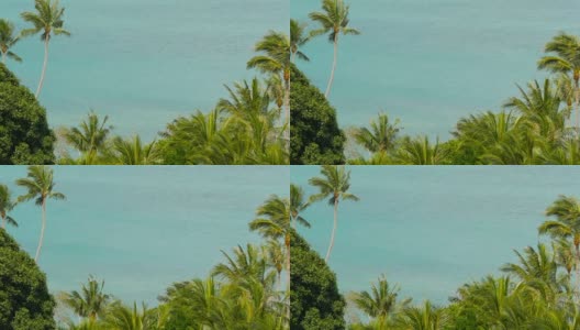 热带海岸有异国情调的椰子树和蔚蓝的海水高清在线视频素材下载