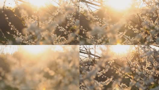 在盛开的树上，夕阳的温暖光线高清在线视频素材下载