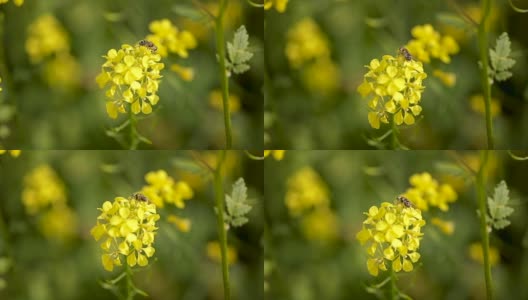 蜜蜂从芥菜花蜜中采集花蜜的慢动作。高清在线视频素材下载