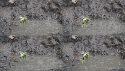 花生芽在雨中长出黑土，生长概念高清在线视频素材下载