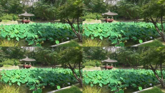 韩国首尔，在昌德宫的湖原秘密花园，可以看到爱莲池和爱莲亭高清在线视频素材下载