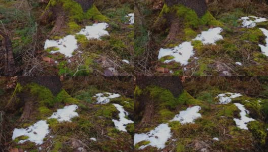用平移镜头拍摄森林里的最后一场雪，旁边是一个长满苔藓的树桩高清在线视频素材下载