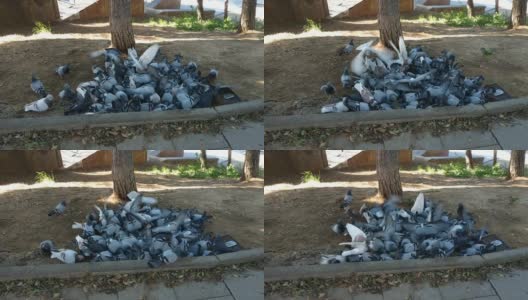 公园里一群鸽子在争食。高清在线视频素材下载