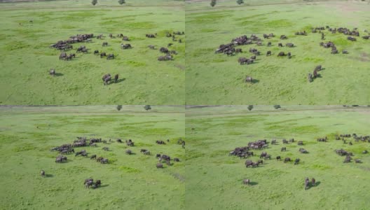一群在草地上吃草的黑野牛。高清在线视频素材下载