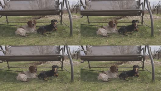 两只狗躺在后院的吊椅下高清在线视频素材下载