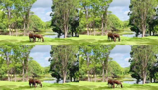 两匹马在郁郁葱葱的草地上吃草高清在线视频素材下载
