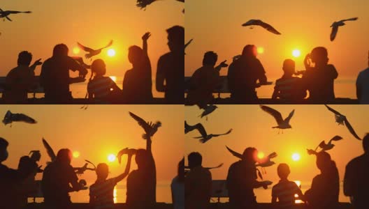 剪影:日落时分，人们在港口喂海鸥高清在线视频素材下载