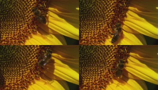 一只蜜蜂在向日葵上盘旋高清在线视频素材下载