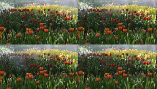 花园里的郁金香很漂亮高清在线视频素材下载