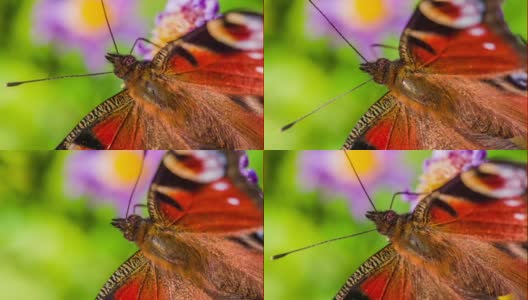 微距拍摄的孔雀蝴蝶-慢动作高清在线视频素材下载