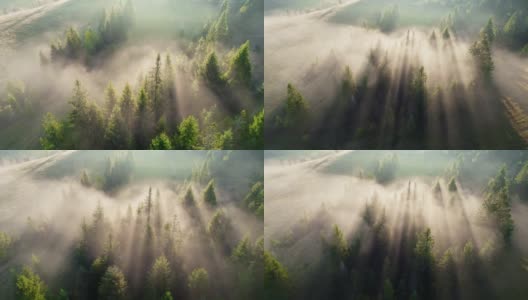 空中拍摄的美丽的阳光下雾蒙蒙的森林。阳光从树林中透出来，形成了薄雾。森林里美好的早晨高清在线视频素材下载