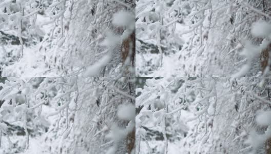 在印度喜马偕尔邦的马纳里，树枝被雪覆盖的特写镜头。冬天的背景。雪把树枝覆盖在雪里。冬季背景与复制空间高清在线视频素材下载