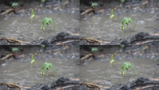 花生芽在雨中长出黑土，生长概念高清在线视频素材下载
