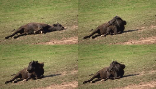 Young bison, Bison herd on the pasture, free-range husbandry, Bos bison高清在线视频素材下载