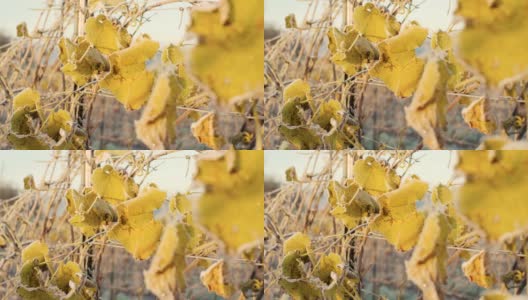 叶子在一个有霜的清晨高清在线视频素材下载