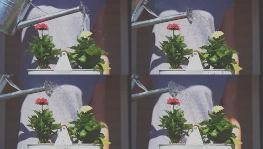女孩用喷壶浇花。高清在线视频素材下载