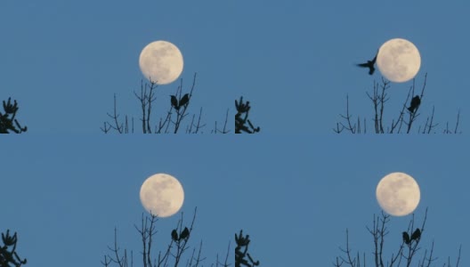 两只鸟欣赏满月升起，然后一起飞走。高清在线视频素材下载