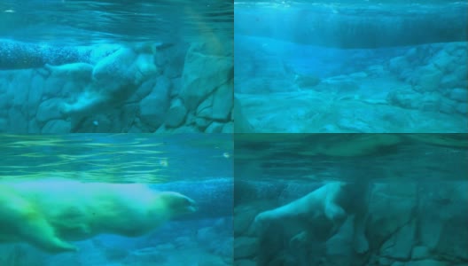 北极熊在水下游泳高清在线视频素材下载