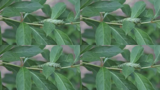 番茄角毛虫(Manduca quinquemaculata)高清在线视频素材下载