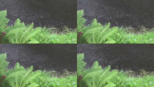 湖水和海岸蕨类植物上的夏雨高清在线视频素材下载
