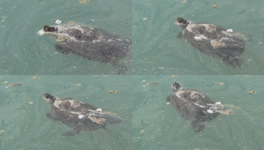 乌龟在肮脏、受污染的水里高清在线视频素材下载