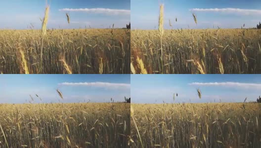 夏日麦田的田园景观。6月。小麦茎秆随风摇摆高清在线视频素材下载