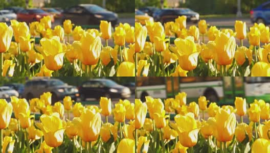 在模糊的背景下，黄色的郁金香在繁忙的街道前高清在线视频素材下载