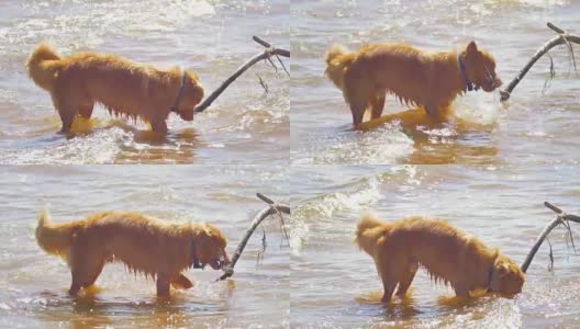 在阳光明媚的日子里，一只有趣的狗喝着河里的水高清在线视频素材下载