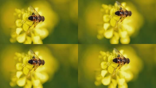 蜜蜂从芥菜花蜜中采集花蜜的慢动作。高清在线视频素材下载