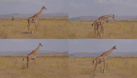 孤独的长颈鹿站着然后穿过太阳烤焦的草地非洲大草原高清在线视频素材下载