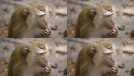 近距离观察生活在泰国普吉岛天然林中的猴子。高清在线视频素材下载
