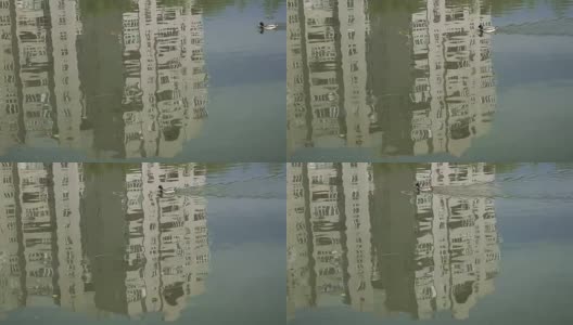 鸭子。在高楼大厦的映衬下，鸭子沿着湖游泳高清在线视频素材下载