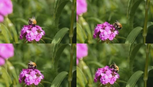 大黄蜂在粉红色的花朵上采集花蜜高清在线视频素材下载