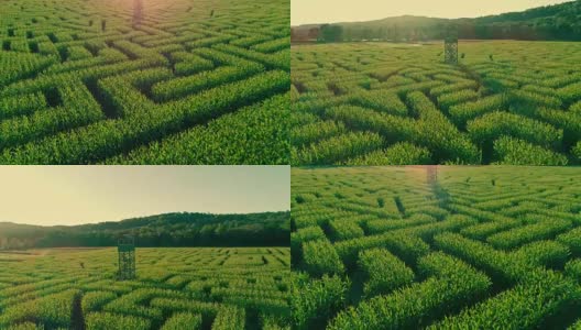 无人机拍摄的宾夕法尼亚州波科诺斯地区巨大的万圣节玉米迷宫的空中全景视频高清在线视频素材下载