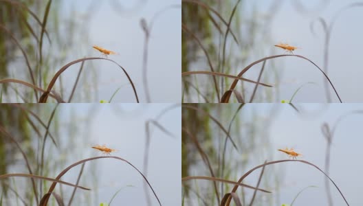 黑稻叶上的蜻蜓高清在线视频素材下载
