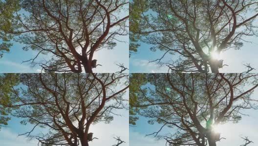 枝杈茂盛的松树和阳光，用摄影相机定时拍摄高清在线视频素材下载