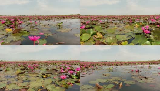 莲属植物花湖高清在线视频素材下载