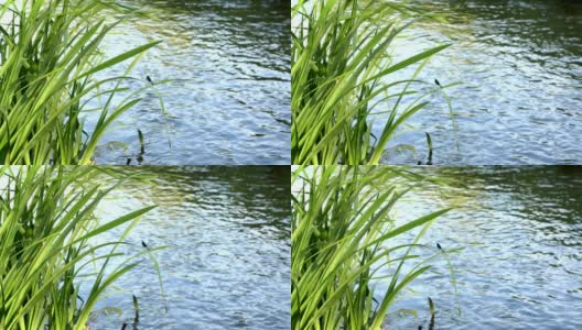 阳光明媚的日子里，一只蓝色的蜻蜓坐在河边摇摆的草茎上。高清在线视频素材下载