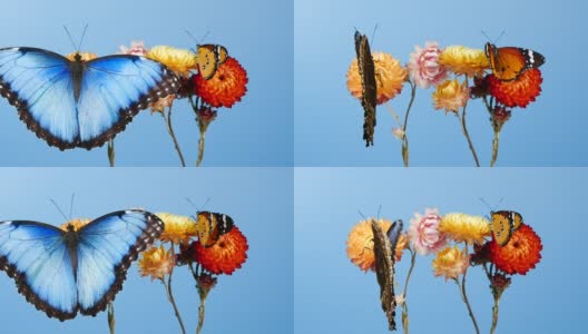 蓝色大闪蝶和黄色虎蝶在花上高清在线视频素材下载
